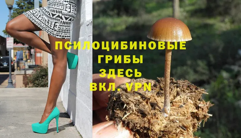 Галлюциногенные грибы Psilocybe  сайты даркнета Telegram  Тотьма 